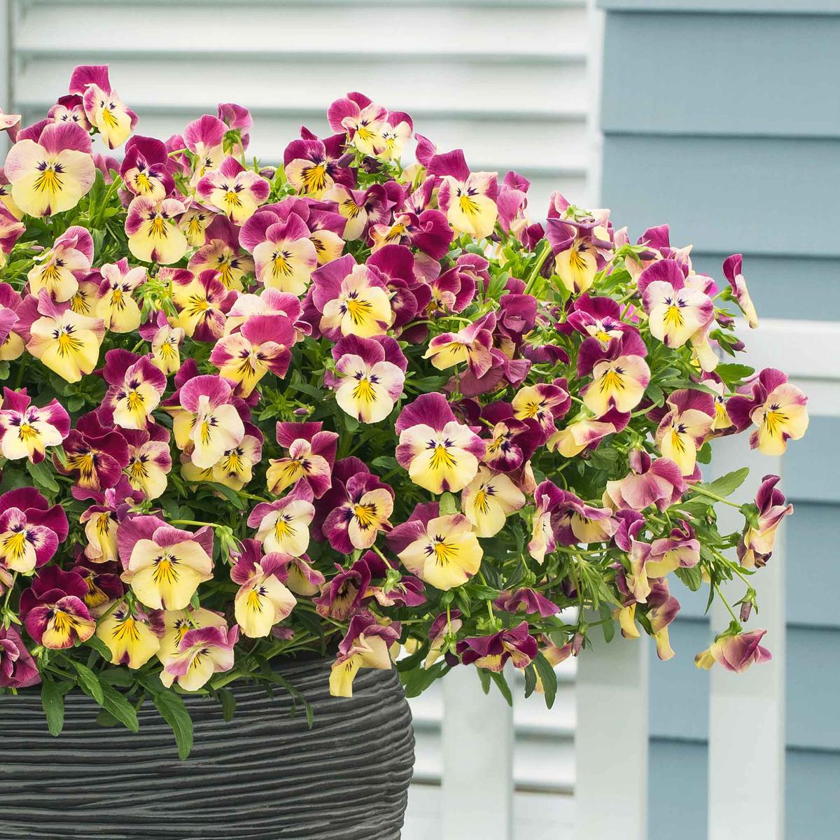 Bulk Pansy Seeds - Cool Wave Strawberry Swirl