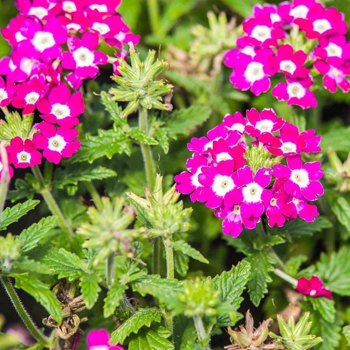 Burgundy Verbena Flower Seeds for Planting - 100