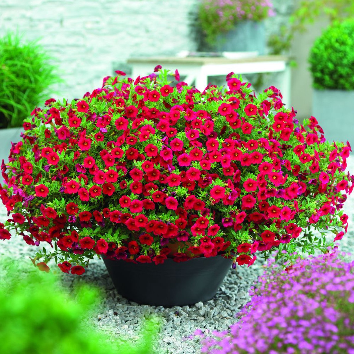 Calibrachoa Flower seeds for Planting Sun Loving Heirloom & GMO Free Seeds for Home Garden