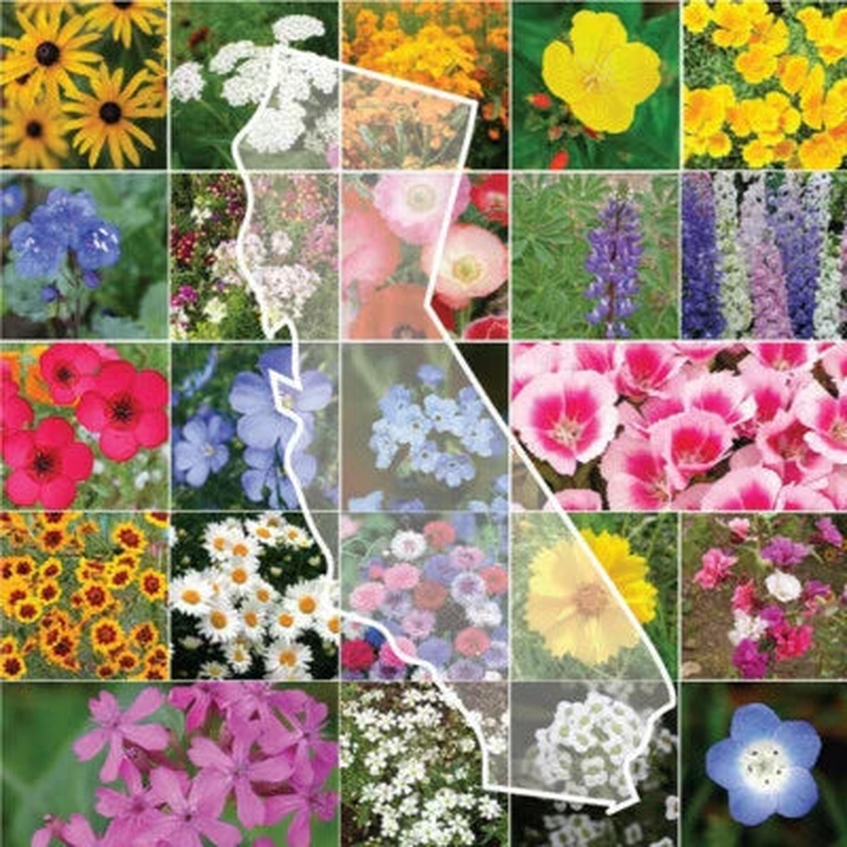 Calinia Wildflower Mix Fresh This Year Heirloom Non Gmo Flower Seeds Home Garden
