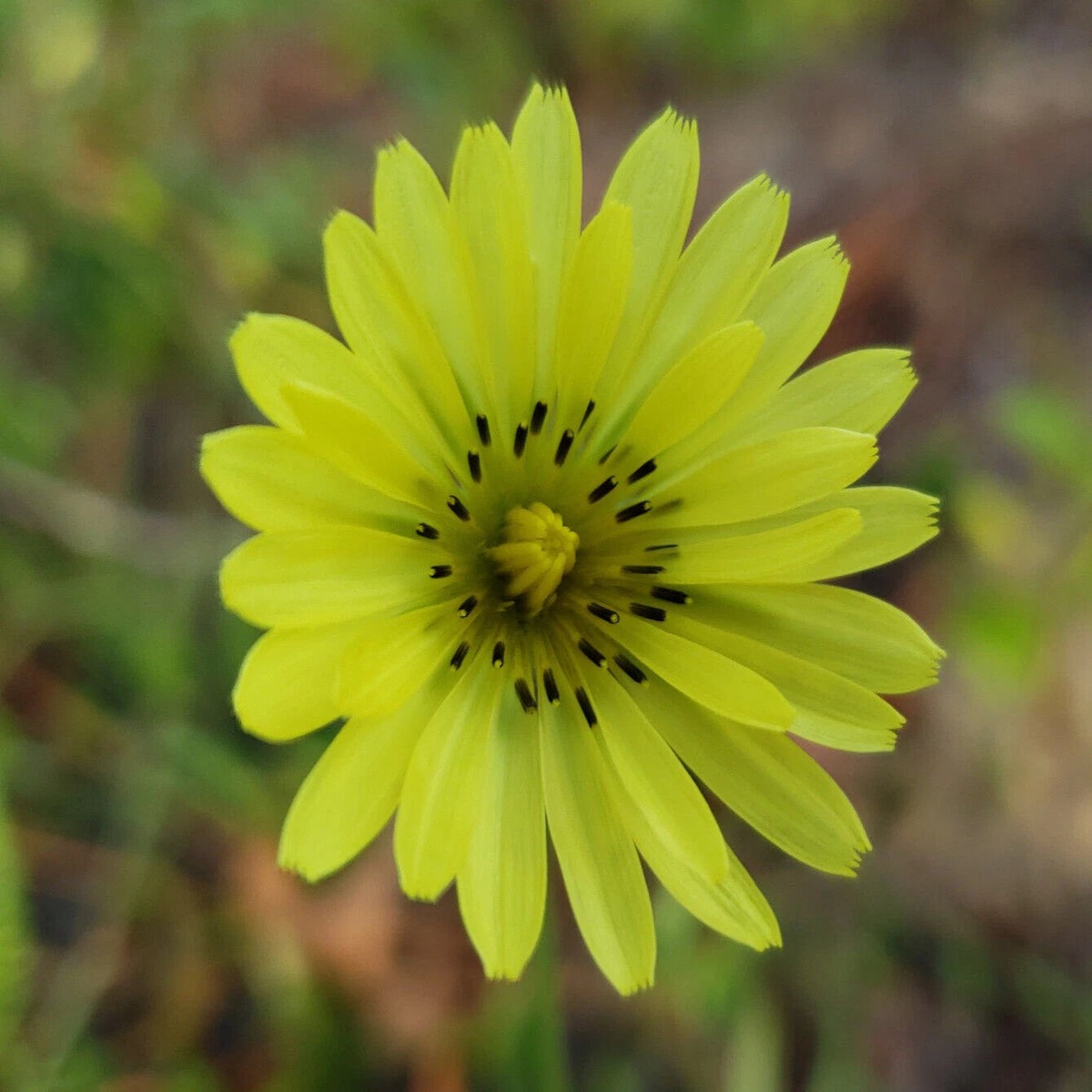 Carolina Desert Chicory Seeds Pyrrhopappus Carolinianus Florida Native Heirloom, Non-GMO, High Germination Organic Garden Seeds