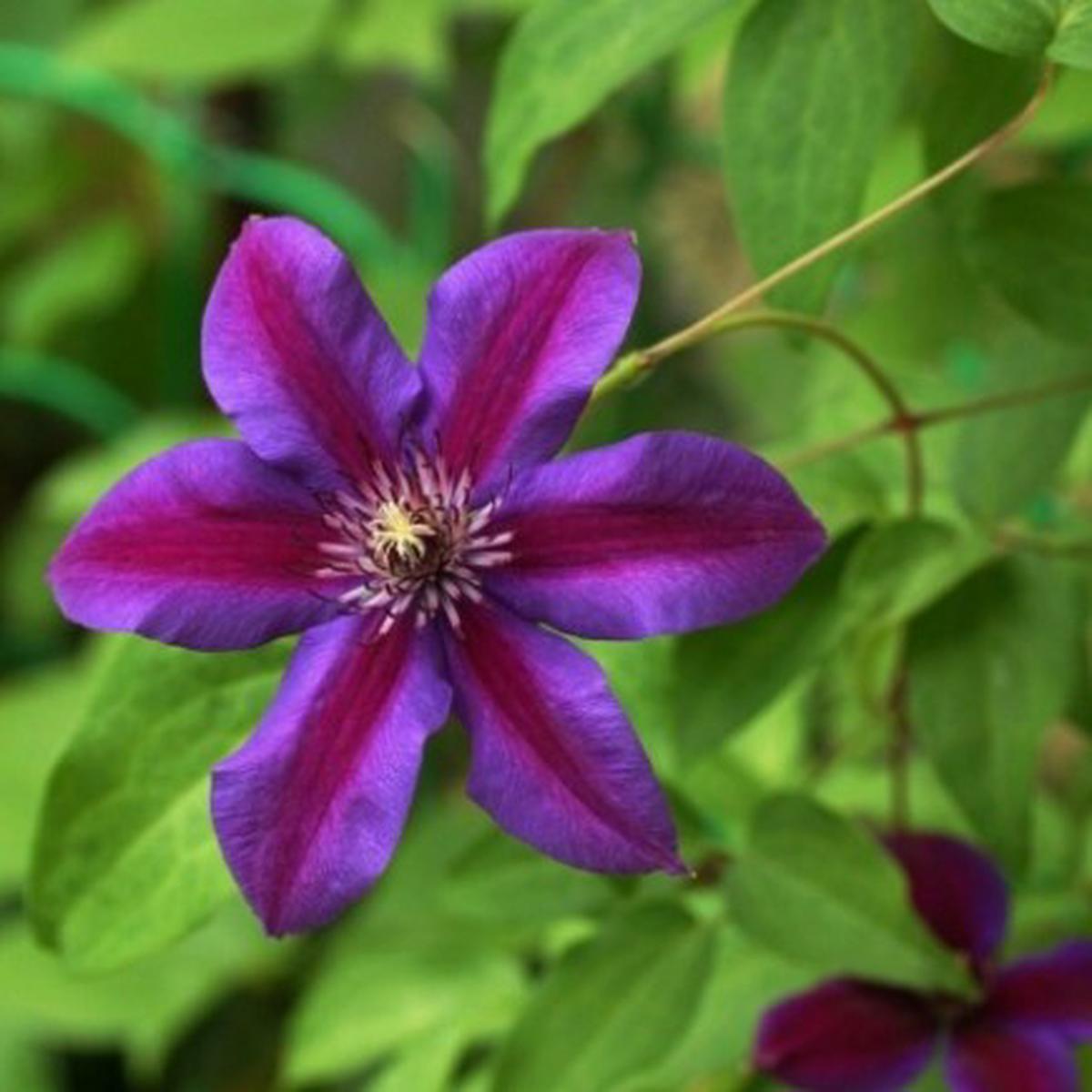 Clematis Red Purple Flower seeds for Planting - Cottage Garden Essential, Heirloom & GMO Free Seeds for Home Garden