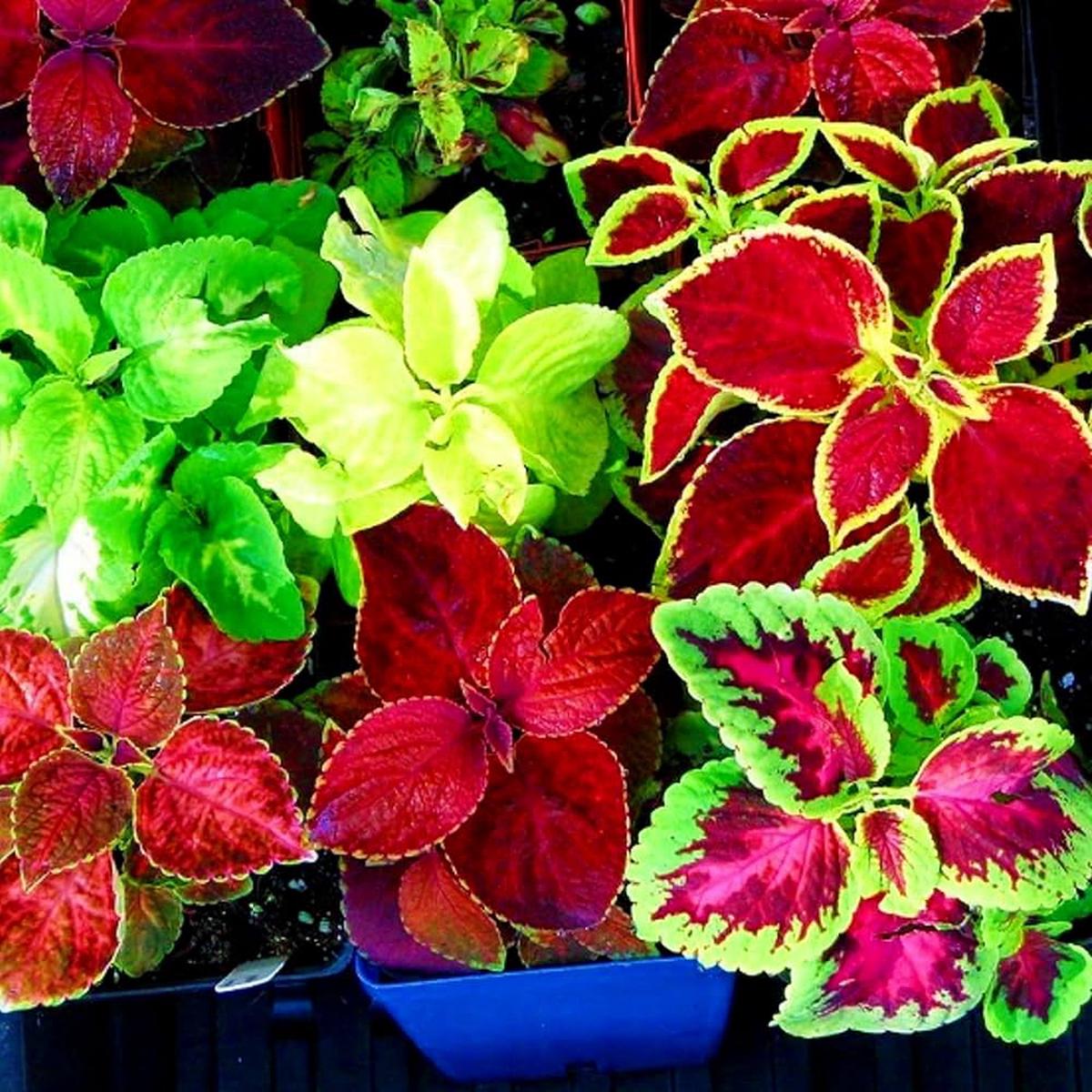 Coleus Plectranthus Scutellarioides Rainbow Mix Herb For Planting Perfect For Colorful Foliage In