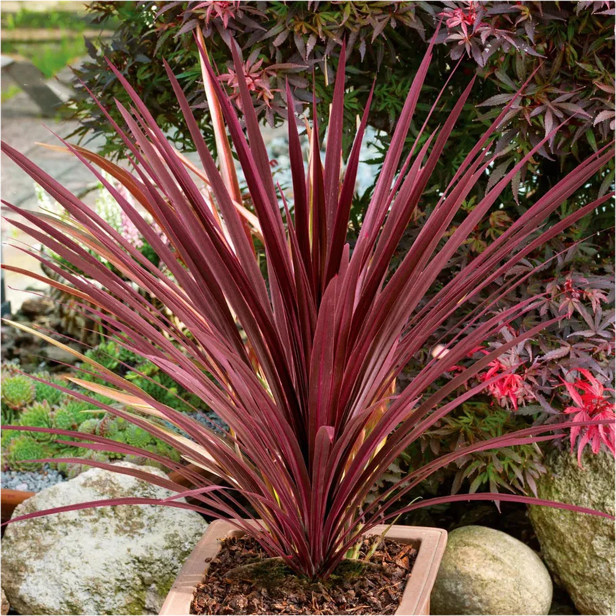 Cordyline Australis Flower Seeds for Planting  Heirloom, Non-GMO, High Germination Seeds