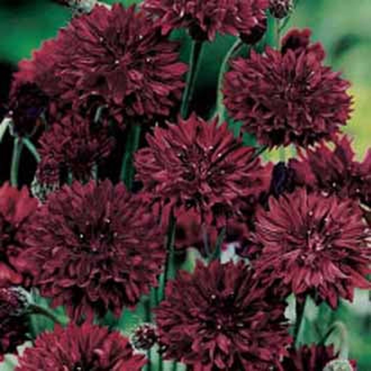 CORNFLOWER Double Black