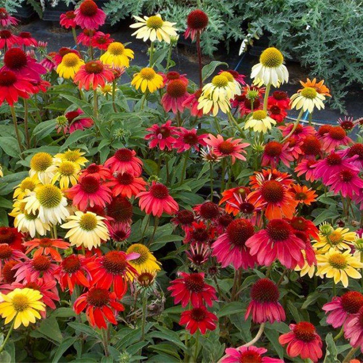 Echinacea Cheyenne Spirit Flower seeds for Planting Easy to Grow Heirloom & GMO Free Seeds for Home Garden