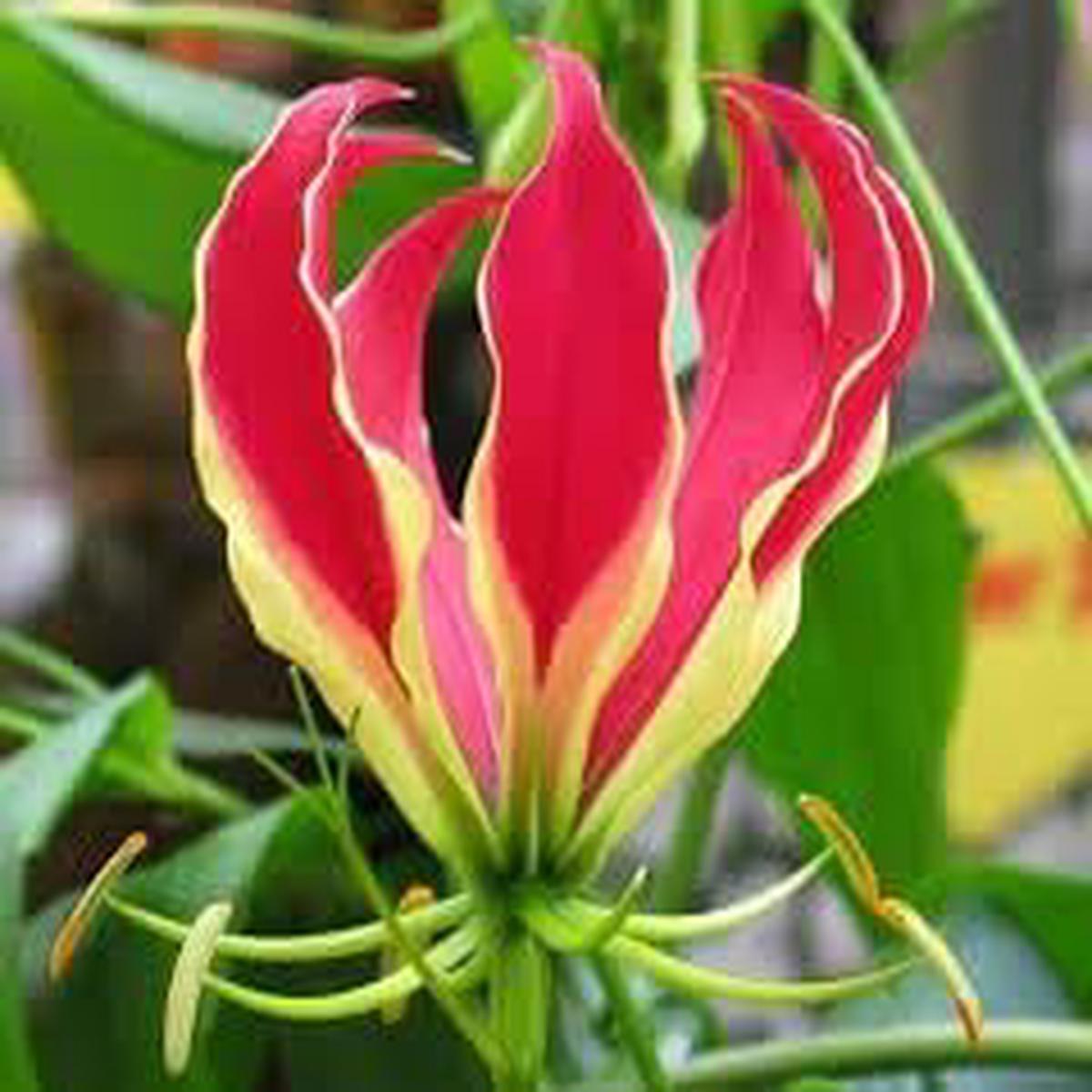Flamme Lilien Flower seeds for Planting - Compact Growth, Heirloom & GMO Free Seeds for Home Garden