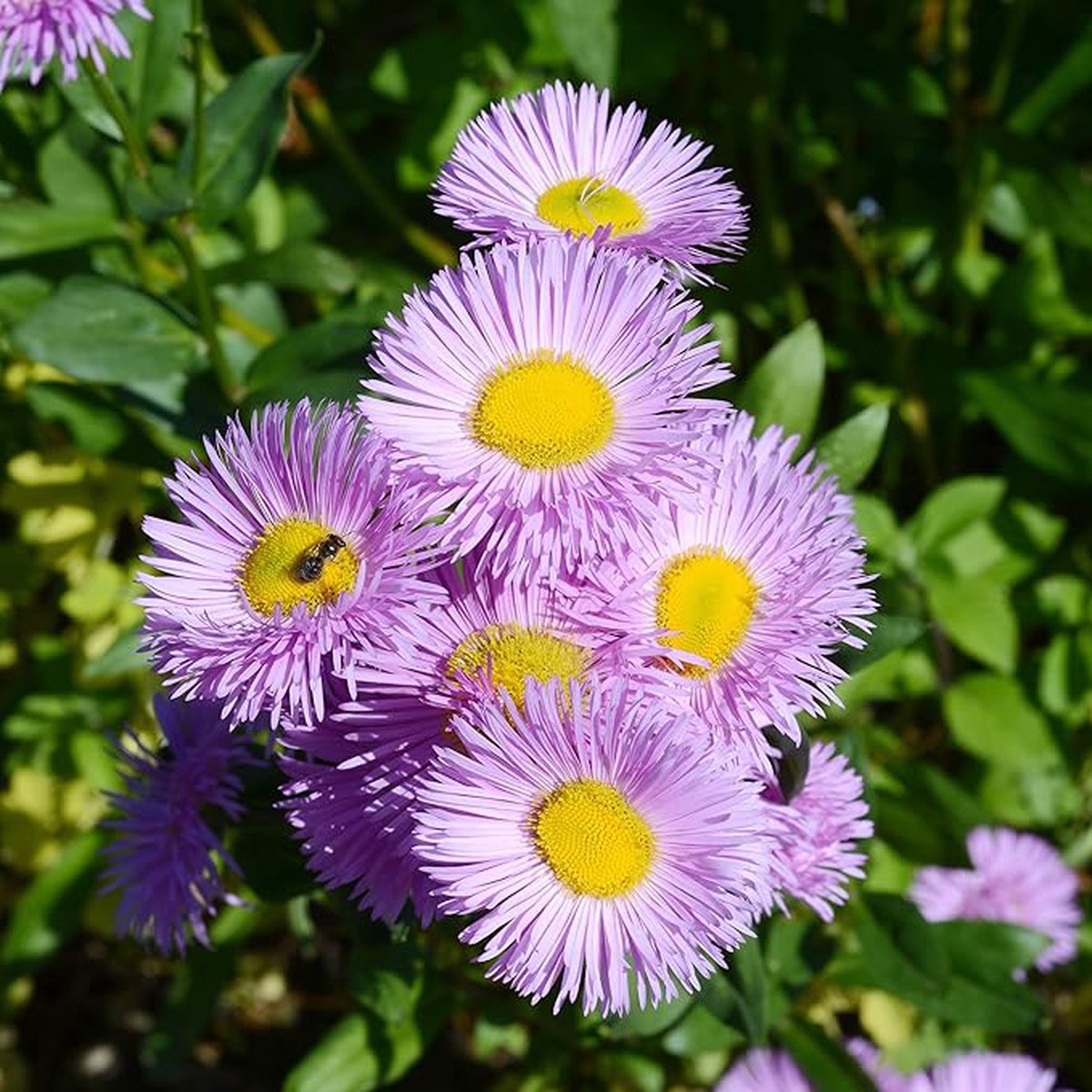 Fleabane Daisy Erigeron Speciosus Perennial Flower Seeds Home Garden Planting, Lush Organic