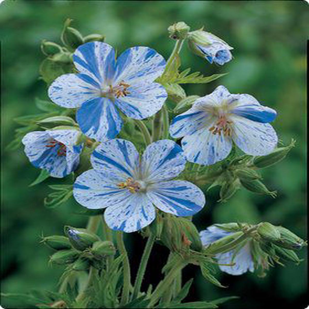 Geranium Splish Splash Flower Seeds  Heirloom, Non-GMO, High Germination Organic Garden Seeds for Planting