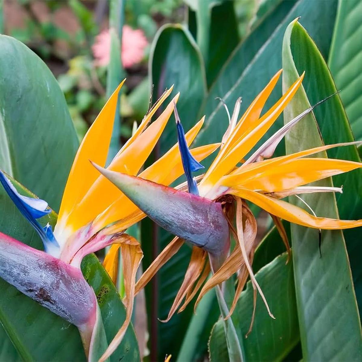 Gilliesii Bird Of Paradise Strelitzia Reginae For Planting In Urban Garden Flower Seeds for Home