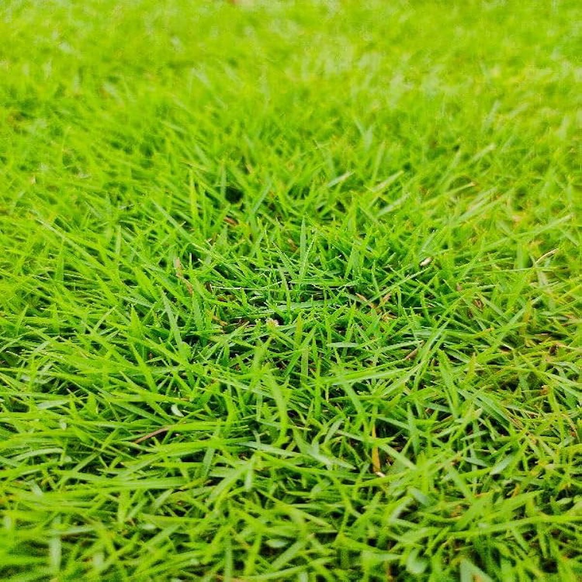 Green Alopecuroides Plant Light Fresh Perennial Grass Planting Flower Seeds Home Garden