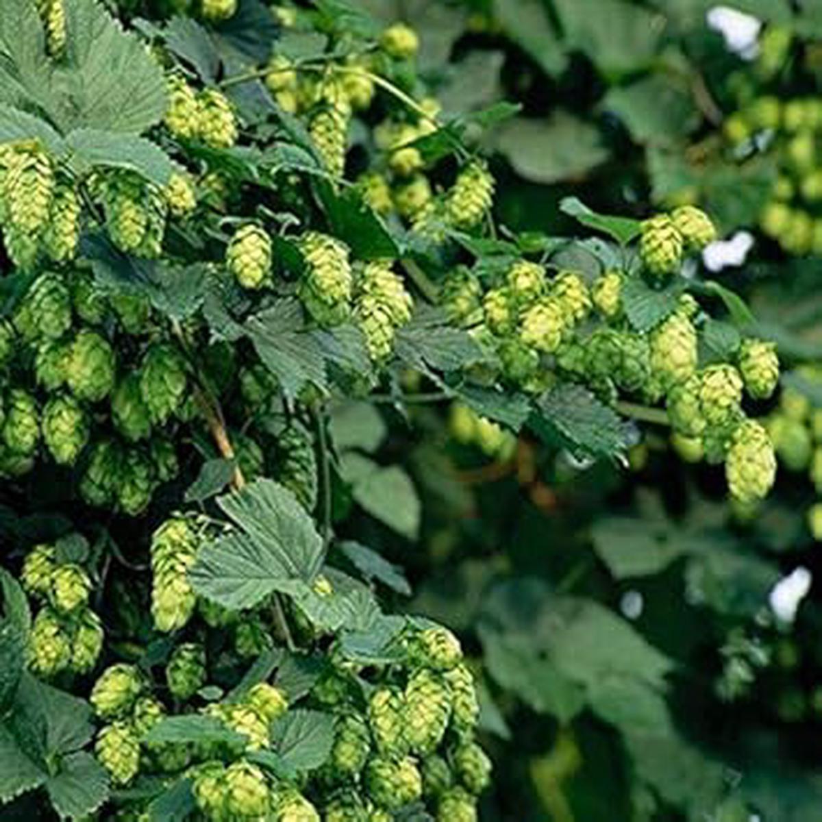 Green Humulus Lupulus Seeds for Planting  NON GMO Heirloom Seeds, High Germination, Organic Garden Hops