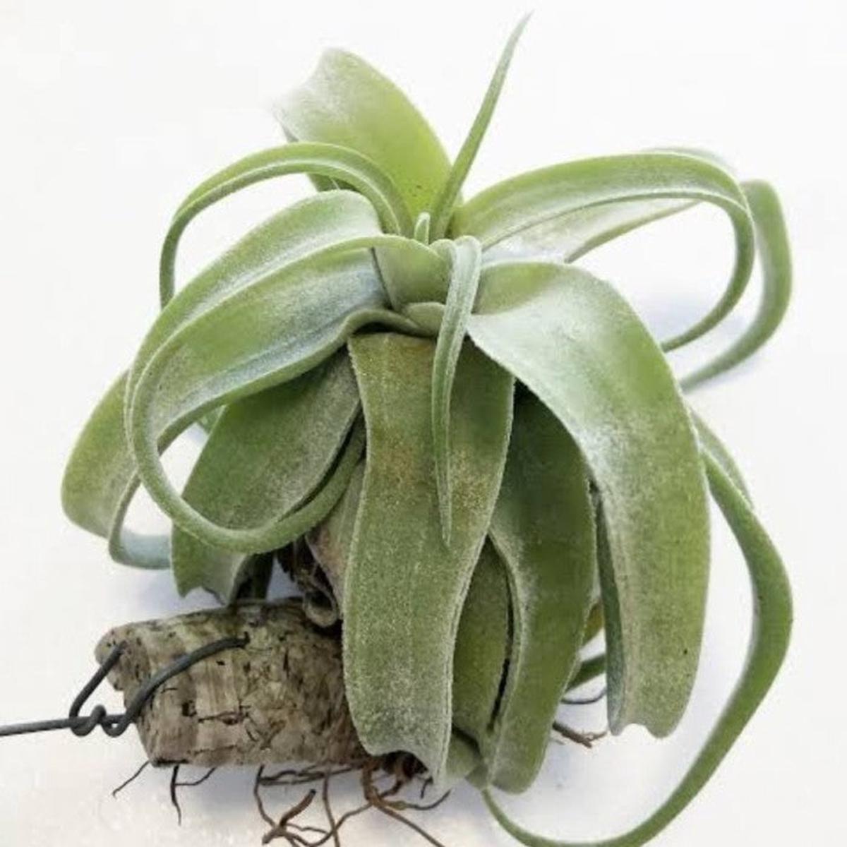Green Tillandsia Streptophylla Flower seeds for Planting Cottage Garden Essential Heirloom & GMO Free Seeds for Home Garden Sale