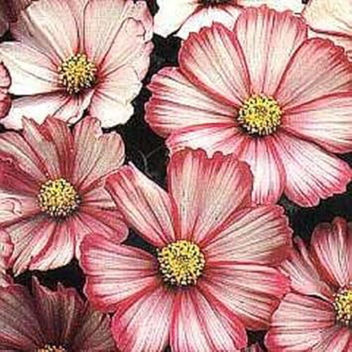 Heirloom Bicolor Cosmos Peppermint Twist Flower Seeds Vibrant, Non-GMO Garden Planting Seeds