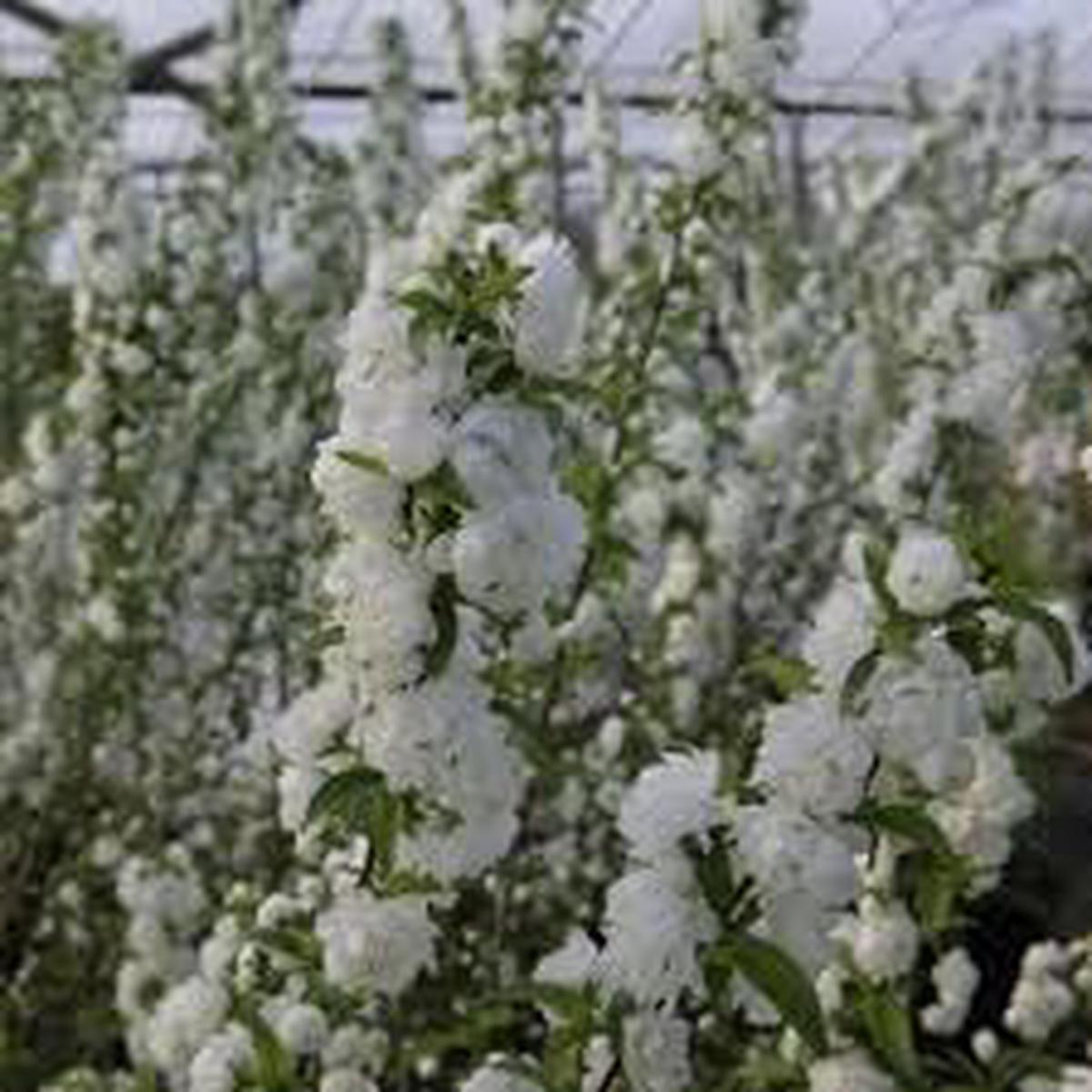 Heirloom Mume Albo Plena Flower Seeds for Garden Planting, Non-GMO, White Blooms for Spring