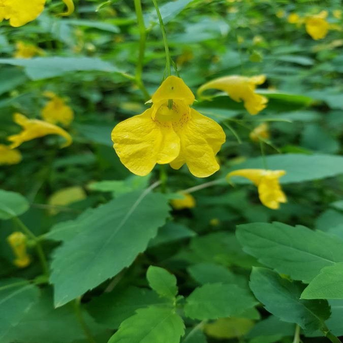 Heirloom Non-GMO Impatiens Balsamine Flower Seeds High Germination Organic Garden Seeds for Shade Blooms