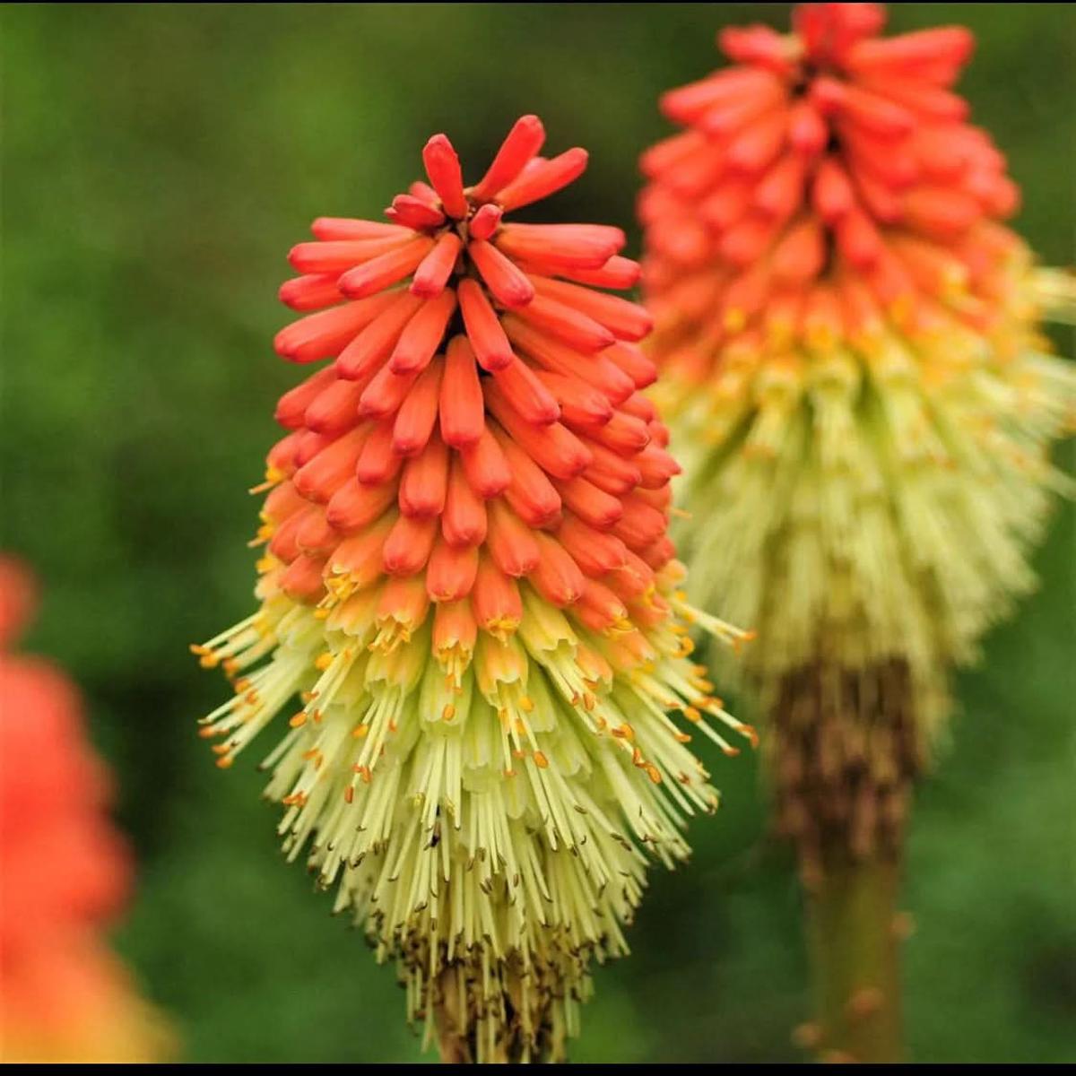 Heirloom Non Gmo Kniphofia Flower For Planting Vibrant Torch Lily Blooming Flower Seeds for Home
