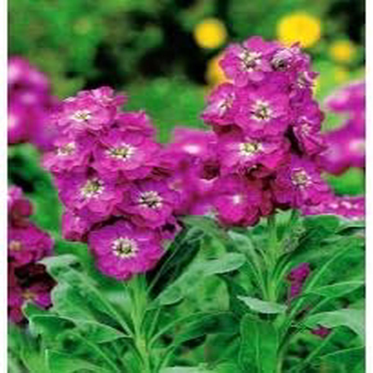 Heirloom Non-GMO Mini Matthiola Incana Flower Seeds Dark Pink Blooms | High Germination Organic Garden Seeds for Planting