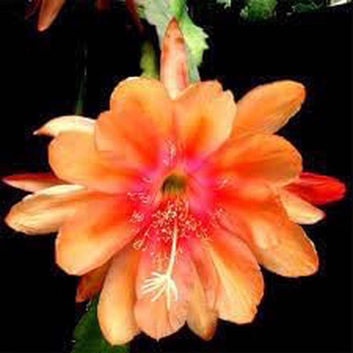 Heirloom Non-GMO Orange Epiphyllum Flower Seeds for Planting  High Germination Organic Garden Seeds
