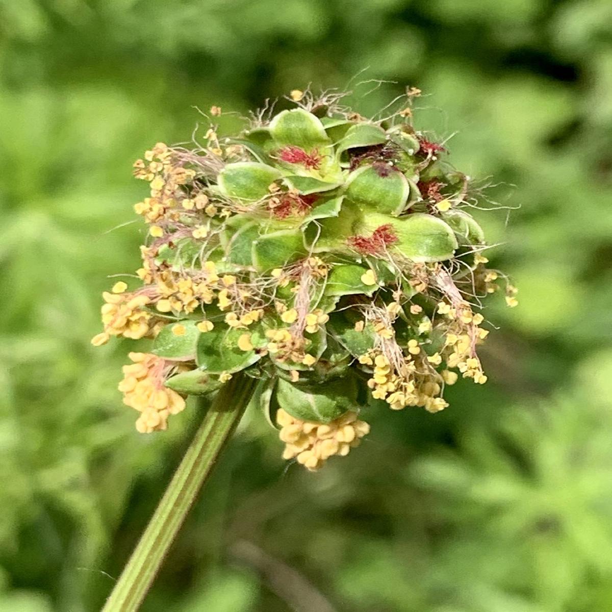 Heirloom Non-GMO Sanguisorba Flower Seeds for Planting Unique Ornamental Garden Seeds