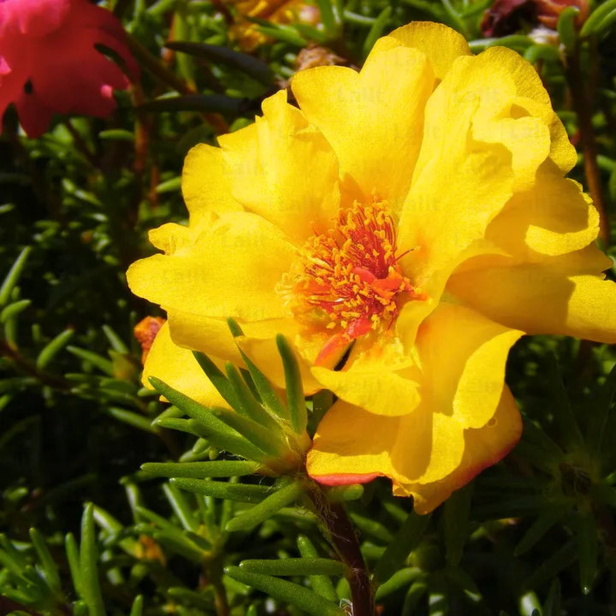 Heirloom Portulaca Grandiflora Flower Seeds  Non-GMO Wildflower Mix Organic Garden Seeds for Planting