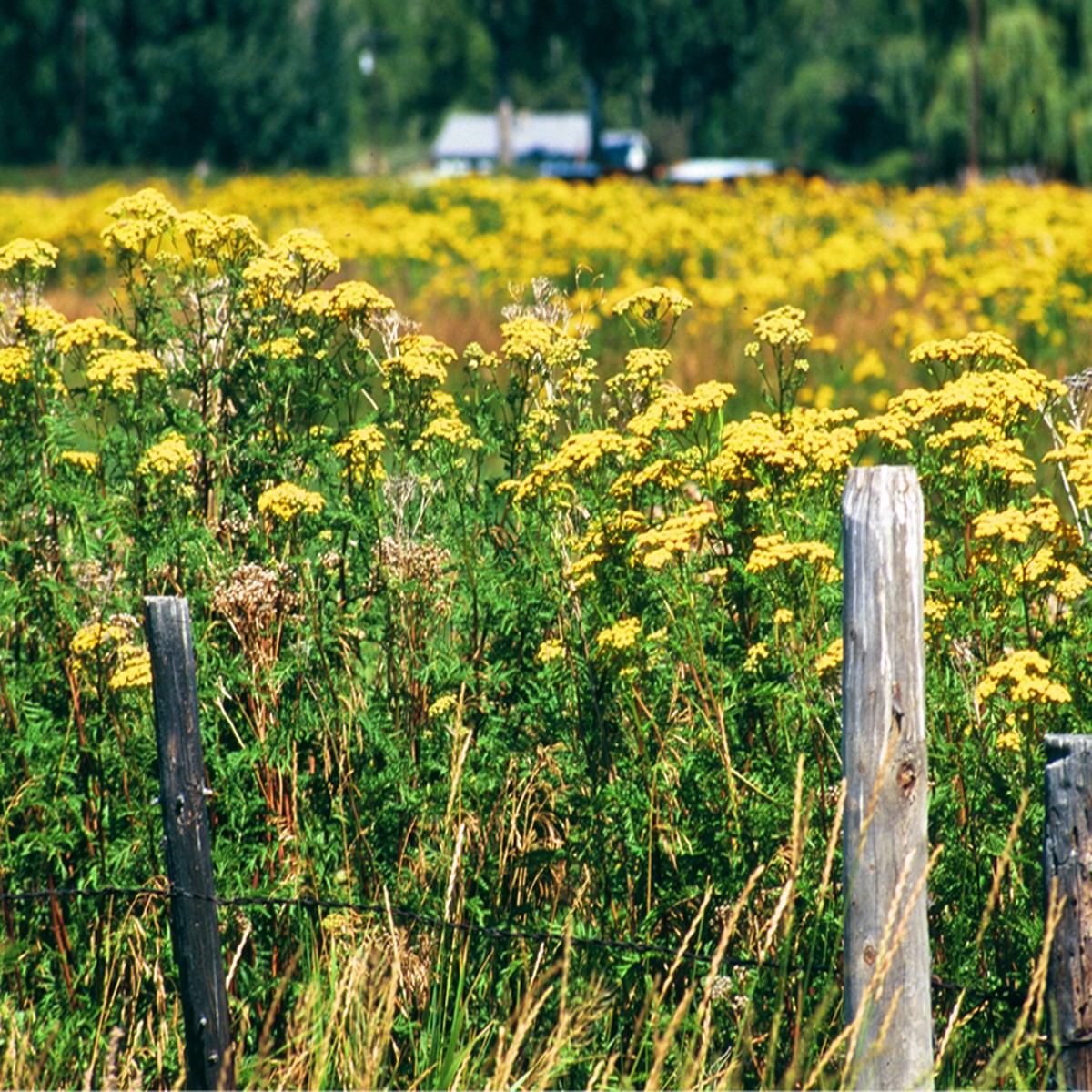 Heirloom Tansy Flower seeds for Planting Bright Blooms Heirloom & GMO Free Seeds for Home Garden