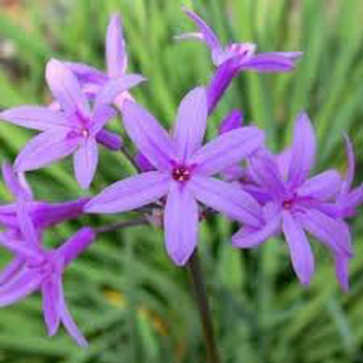 Heirloom Tulbaghia Flower seeds for Planting Wildflower Mix Heirloom & GMO Free Seeds for Home Garden