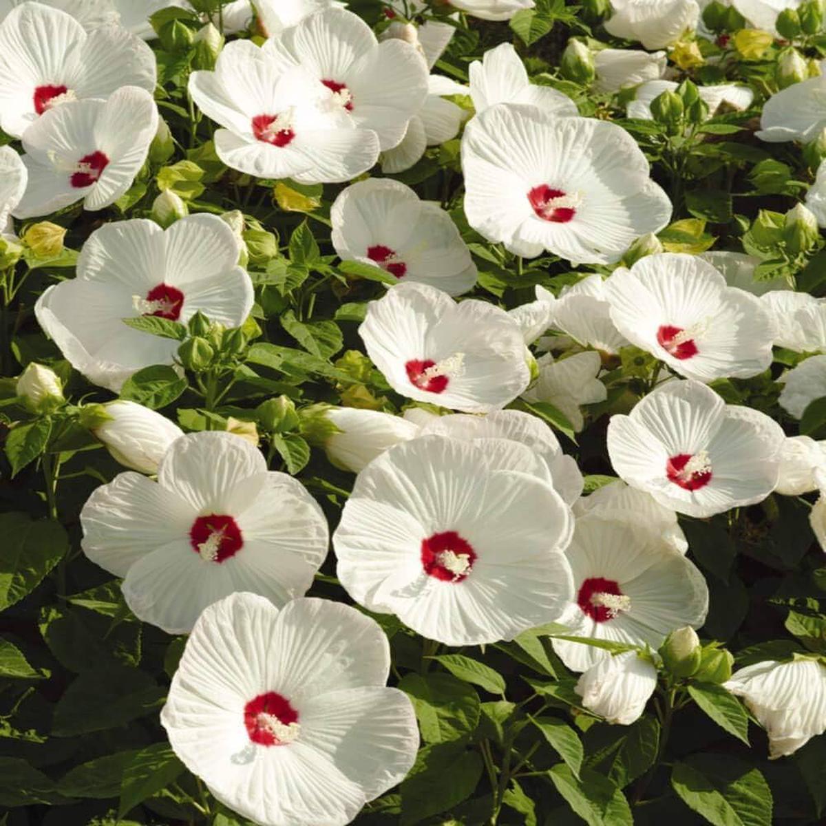 Hibiscus Rosa-Sinensis Wei Speiseteller Flowering Seeds For Planting in backyard garden borders