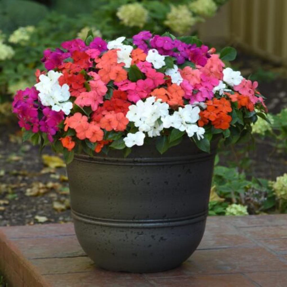 Impatiens Beacon Imported  Heirloom, Non-GMO, High Germination Organic Garden Seeds