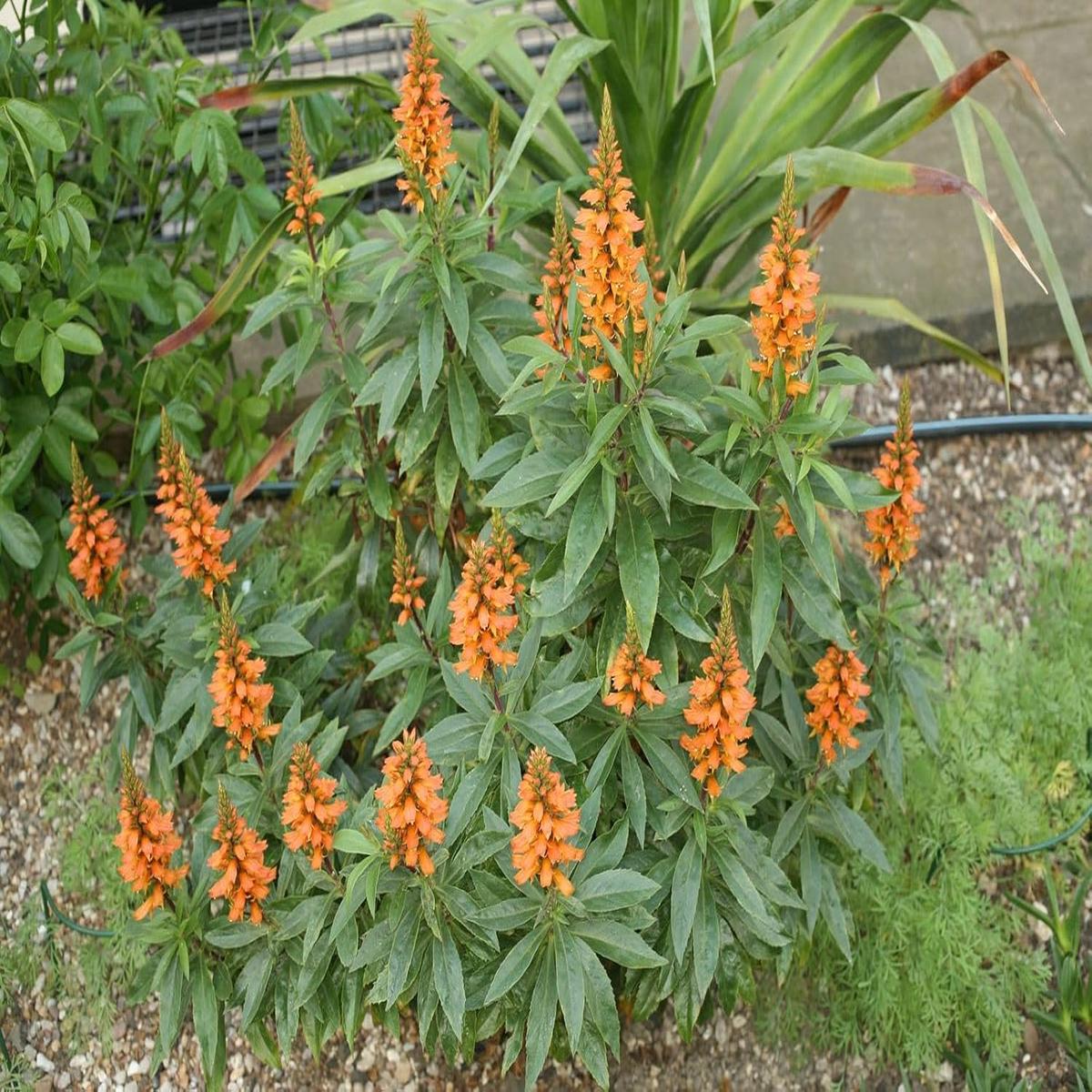 Isabelliana Flower Seeds for Planting Colorful Display, Heirloom, Non-GMO, High Germination Garden Seeds