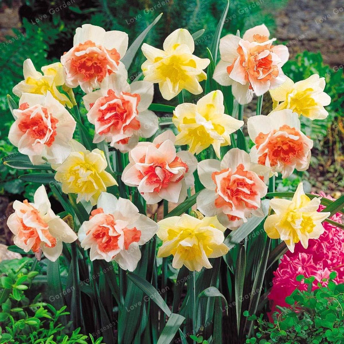 Jonquil Flower Seeds for Planting Fragrant, Easy-to-Grow Spring Blooms