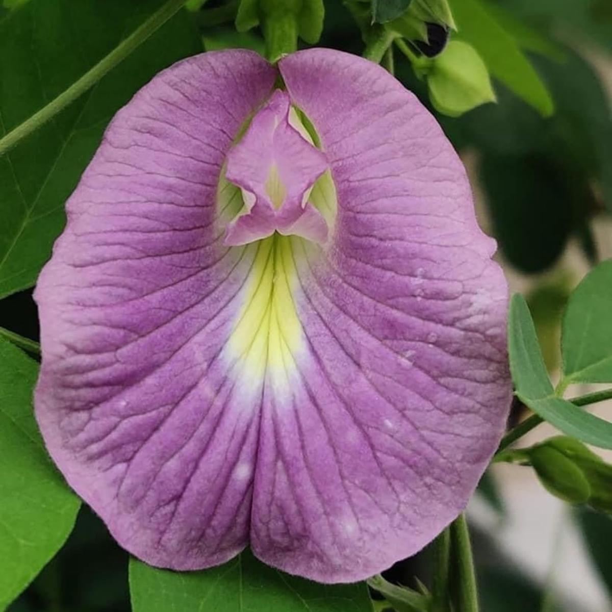 Lavender Campanula Punctata Seeds Heirloom Bellflower Perennial Blooms