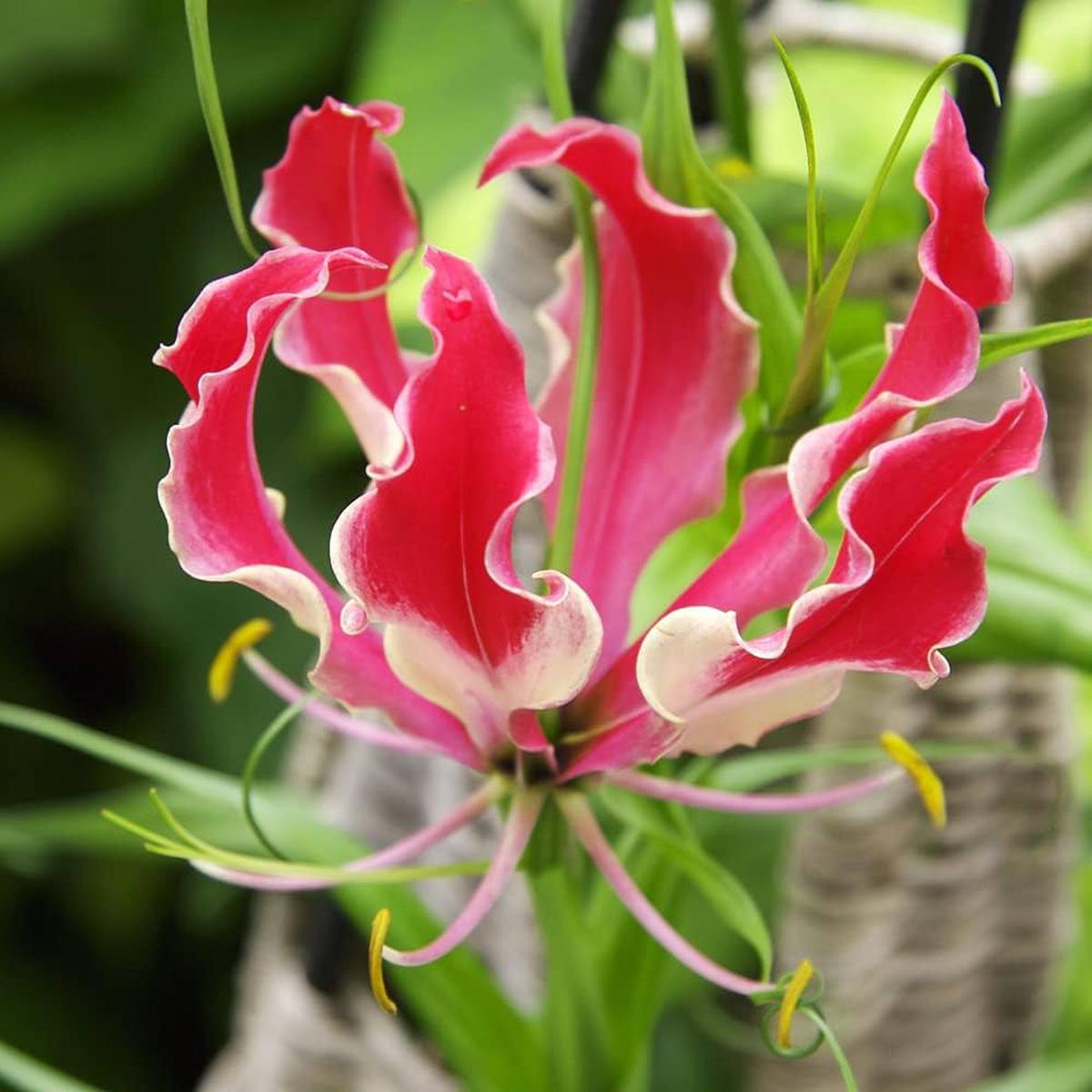 Lily Lilium Brownii Garland Flame Flower Seeds for Planting  Ideal for Ornamental Home Garden and Flower Beds
