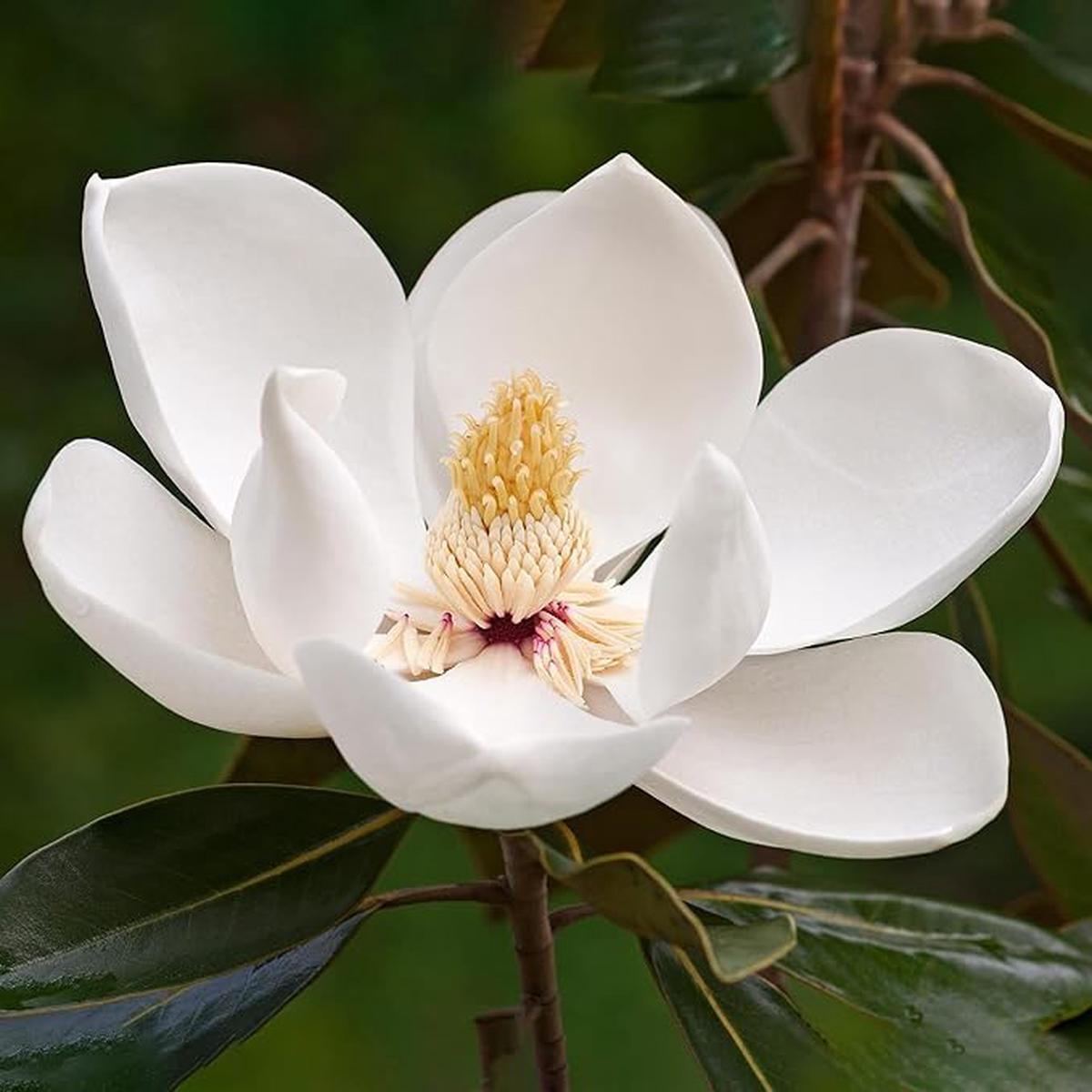 Magnolia Grandiflora Tree Seeds for Planting  Evergreen Flowering Shade Tree for Outdoor Gardens, Landscape Borders, Parks & Avenue Planting