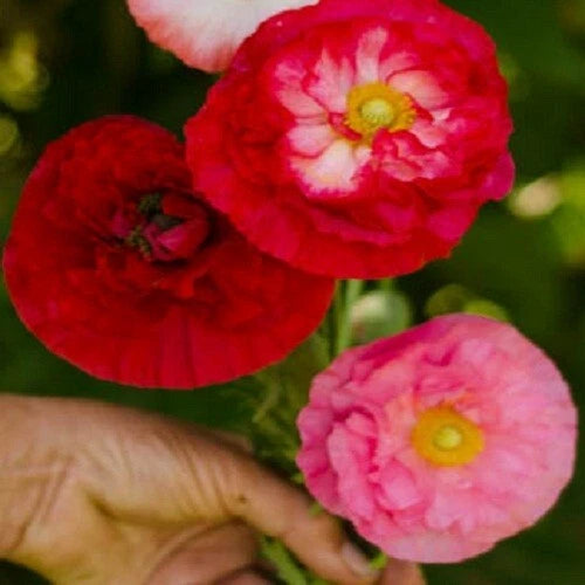 Mixed Double Shirley Poppy Seeds Pink Red Salmon White Flower Blooms  Heirloom, Non-GMO, High Germination Organic Garden Seeds