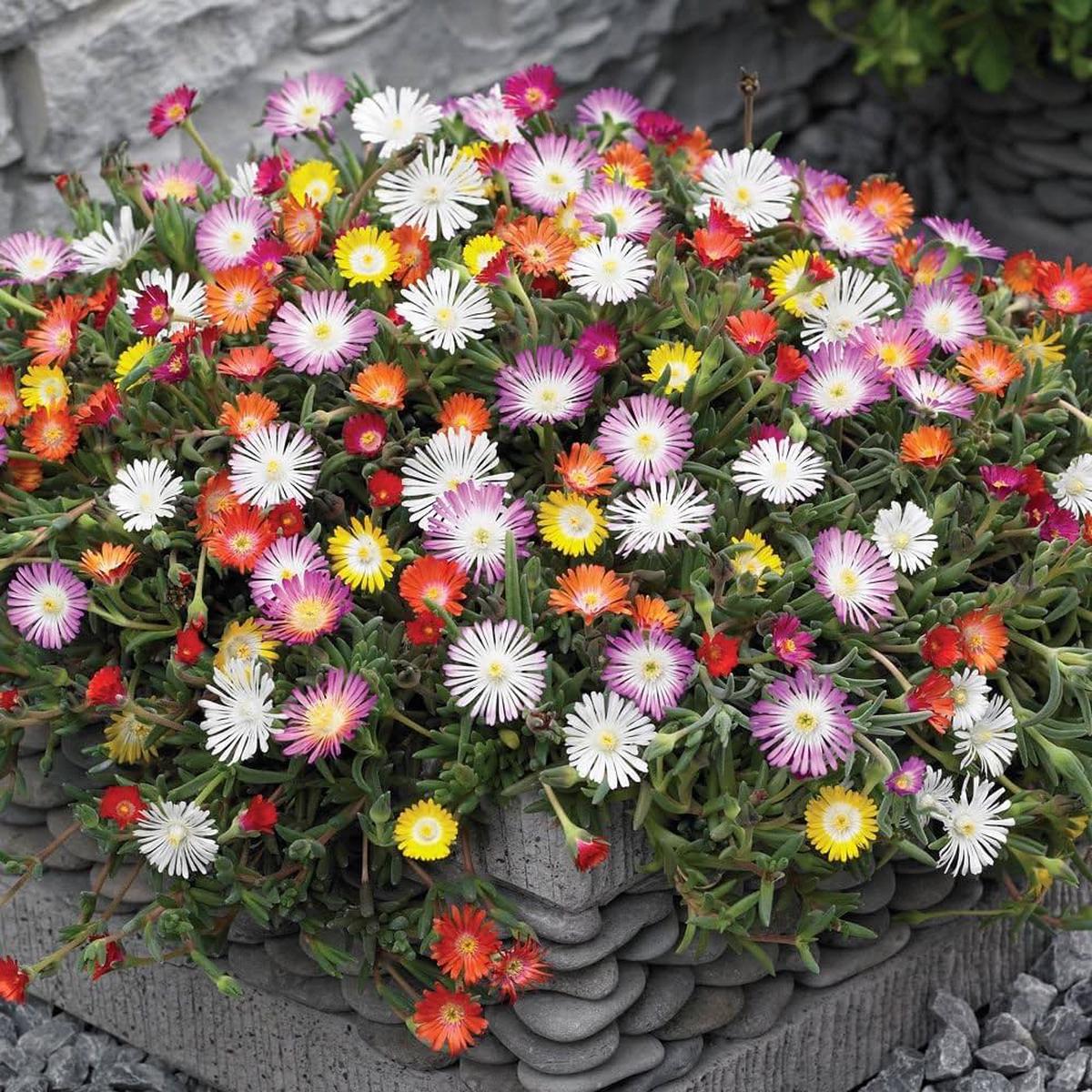 Mixed Ice Flower seeds for Planting Vibrant Colors Heirloom & GMO Free Seeds for Home Garden  Sale