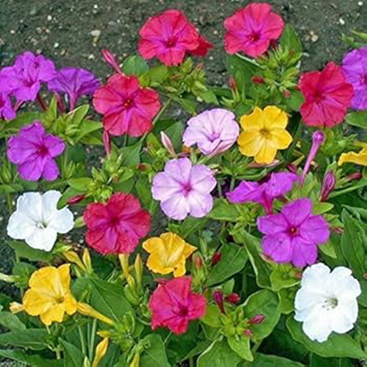 Mixed Mirabilis Flower Seeds Heirloom Non-GMO Four OClock Blooms for Colorful Garden Planting, High Germination