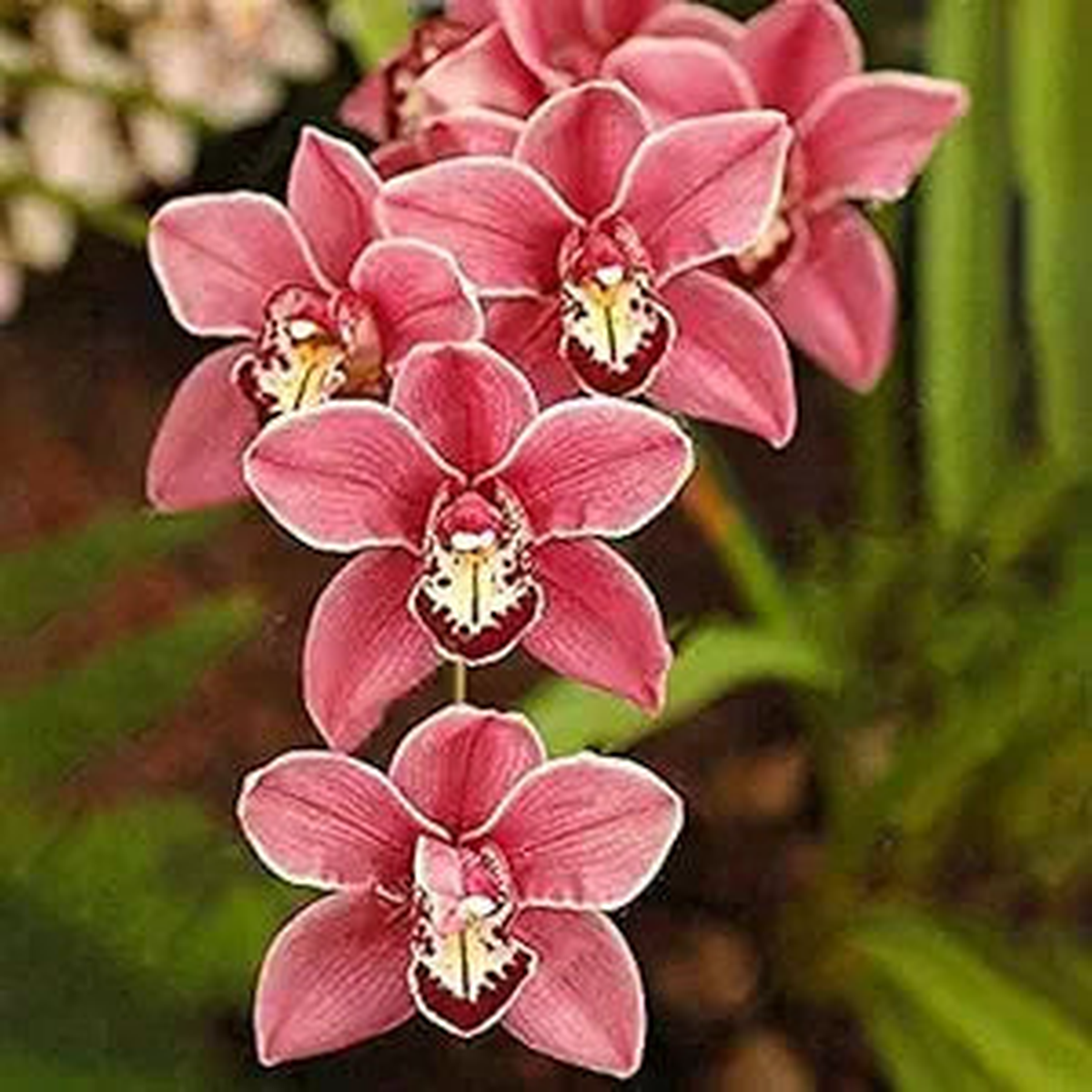 Mixed Orchid Orchidaceae spp Flower Seeds for Planting in Flower Bed