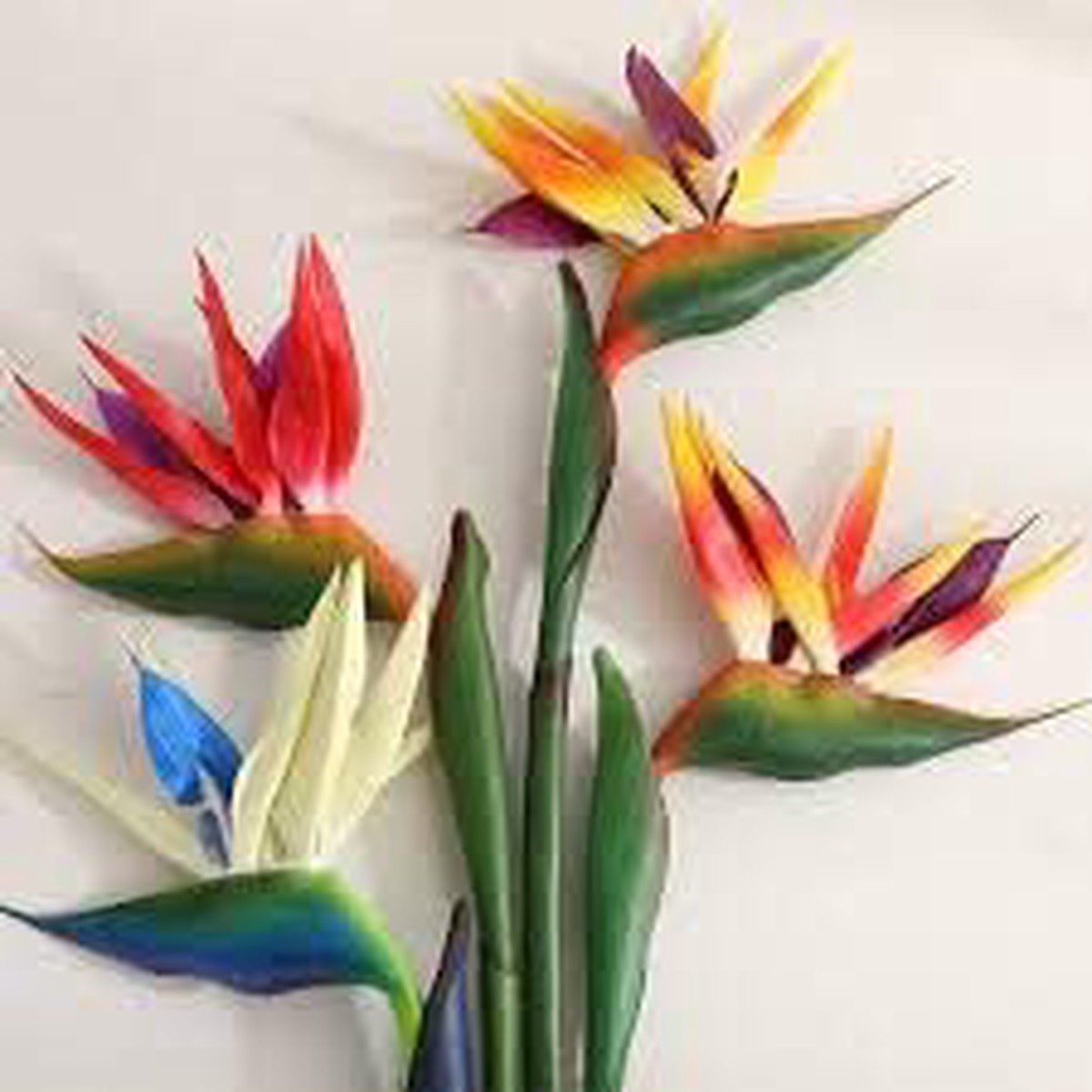 Mixed Strelitzia Bird of Paradise Seeds for Planting  Organic Heirloom Non-GMO High Germination Garden Seeds