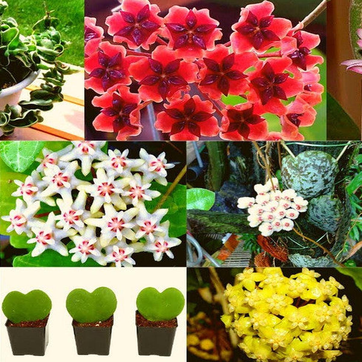 Multi-Colored Hoya Flower Seeds for Planting  Heirloom, Non-GMO, Easy to Grow, High Germination