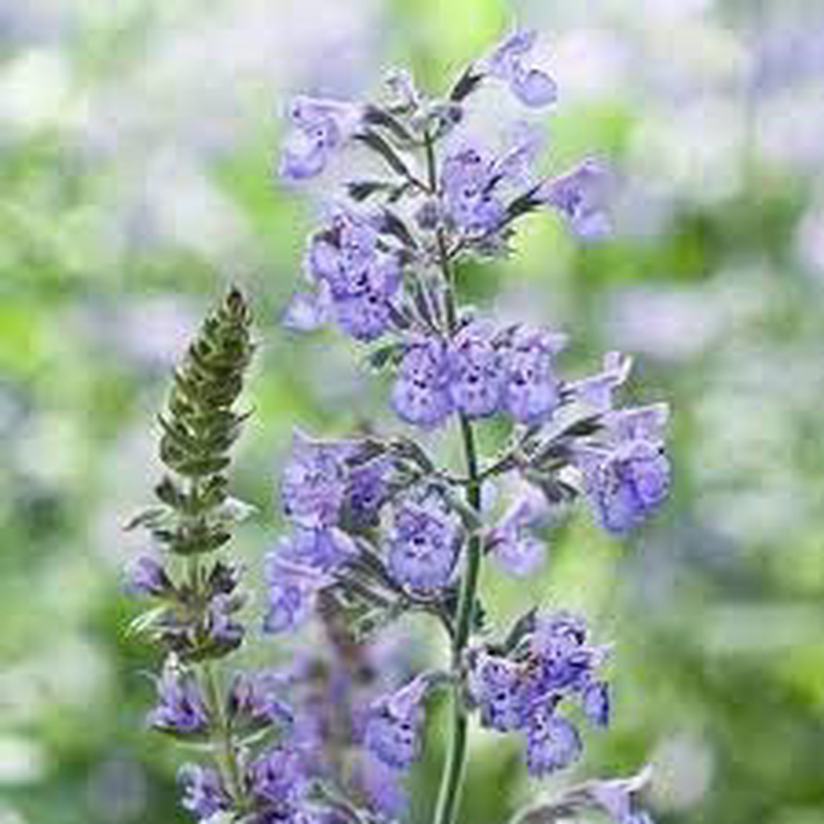 Nepeta Racemosa Flower seeds for Planting - Shade Tolerant, Heirloom & GMO Free Seeds for Home Garden
