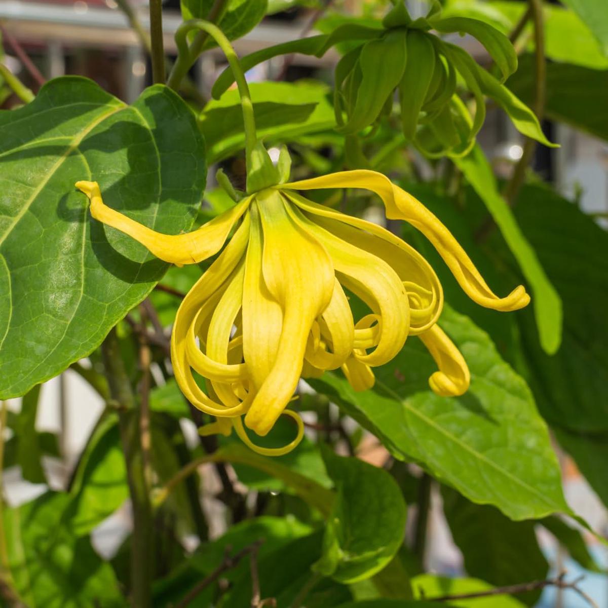 Odorata Flower seeds for Planting - Cut Flower Favorite, Heirloom & GMO Free Seeds for Home Garden Sale