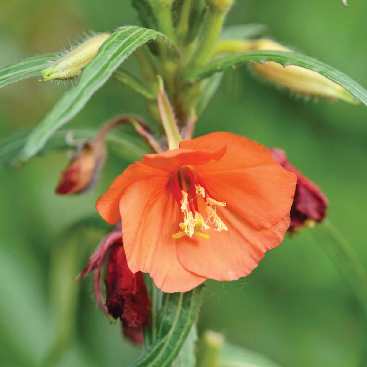 Oenothera Versicolor 'Sunset Boulevard' Flower Seeds for Planting  Heirloom, Non-GMO, Easy to Grow, Perennial