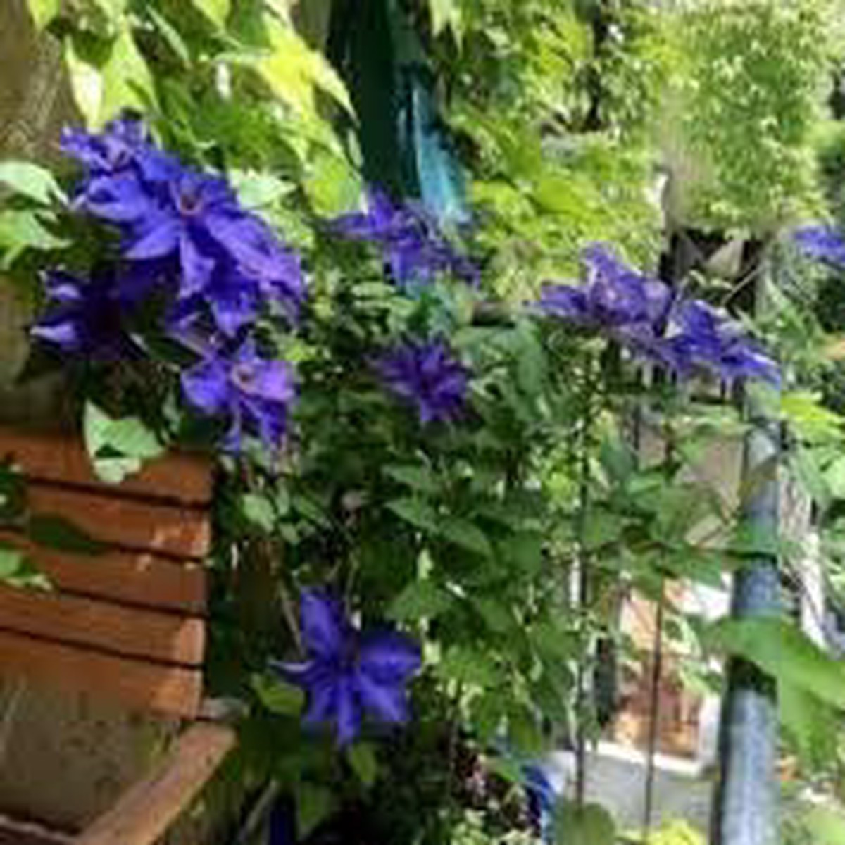 Organic Climbing Perennial Flower Seeds for Planting Heirloom, Non-GMO