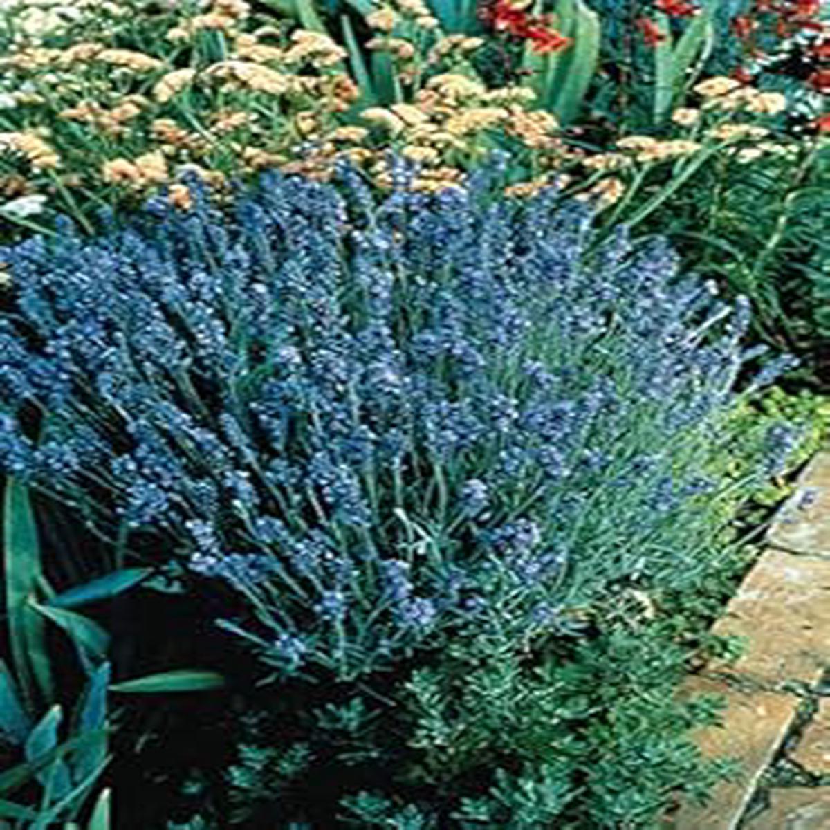 Organic Heirloom Dark Blue Lavender Flower Seeds for Planting  Non-GMO High Germination Fragrant Garden Seeds