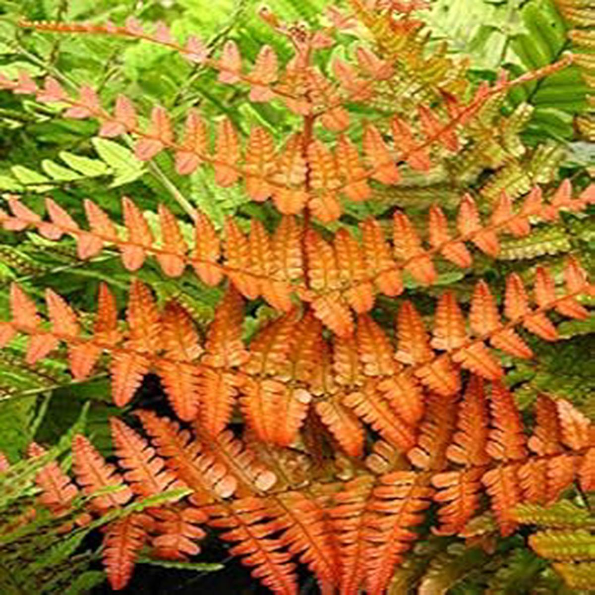 Organic Heirloom Orange Fern Plant Seeds for Planting Non-GMO High Germination Decorative Garden Seeds