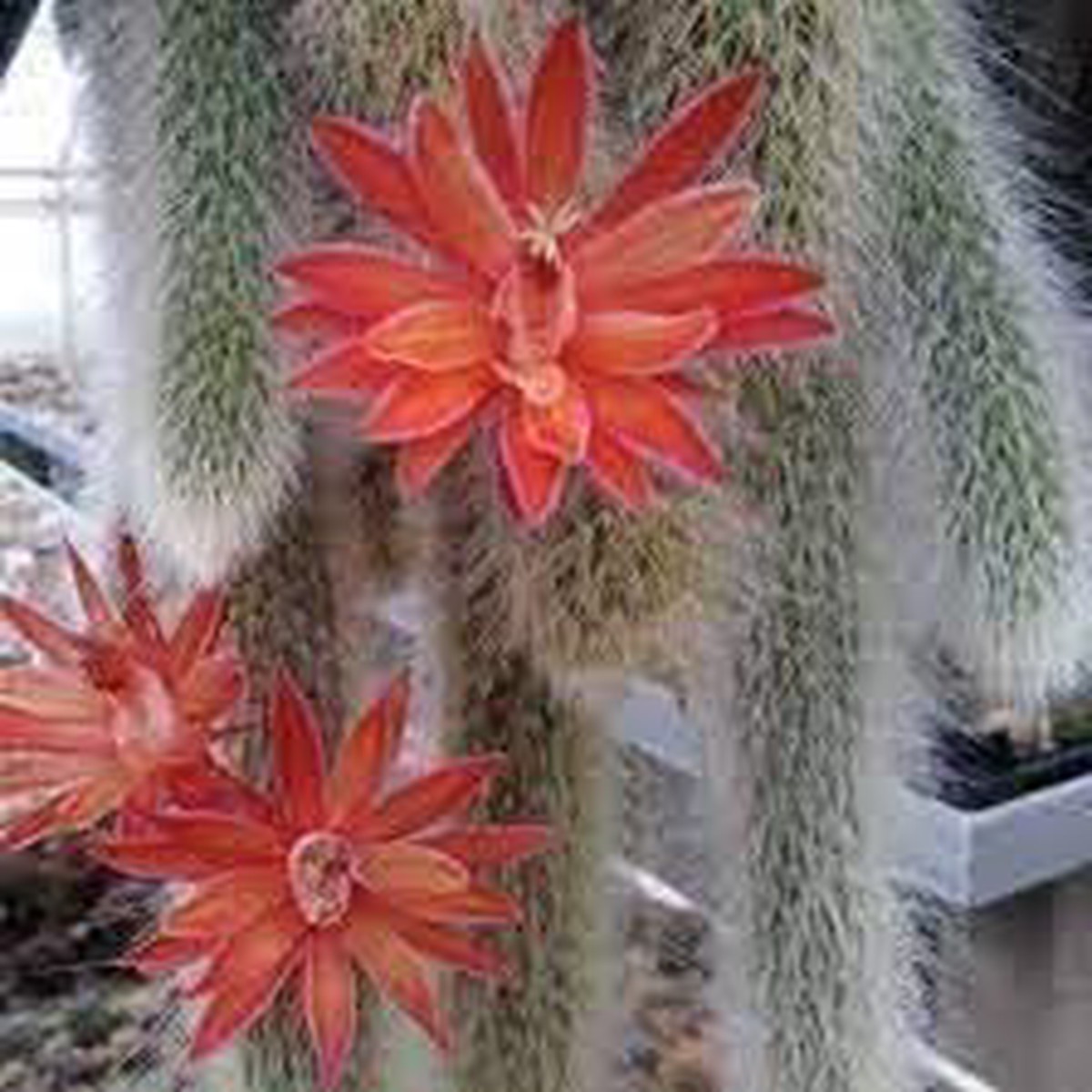 Organic Hildewintera Colademononis Flower For Planting Heirloom Non Gmo Flower Seeds for Home