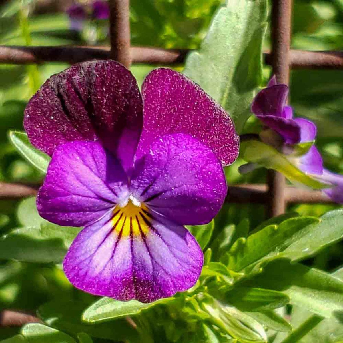 Organic Violet Johnny Jump Up Flower Seeds for Planting Heirloom, Non-GMO