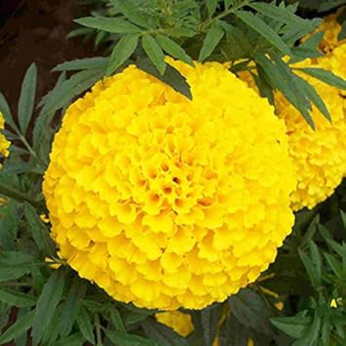 Organic Yellow Marigold Flower Seeds for Planting Heirloom, Non-GMO, Fresh Garden Seeds