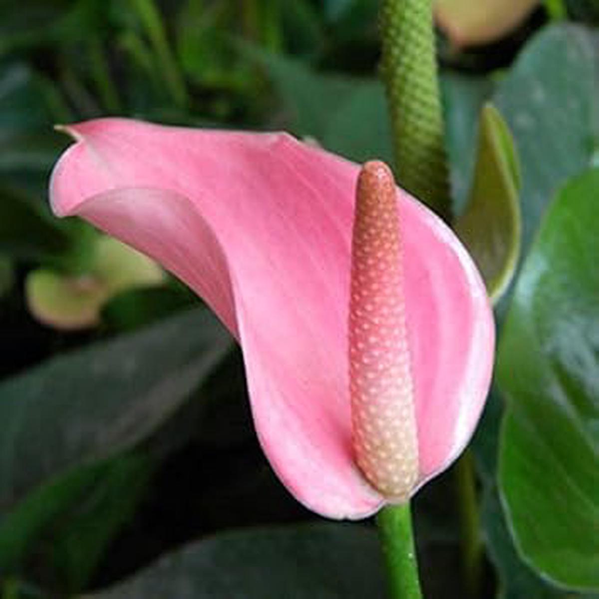 Pink Andraeanu Flower Seeds for Planting - 100 pcs